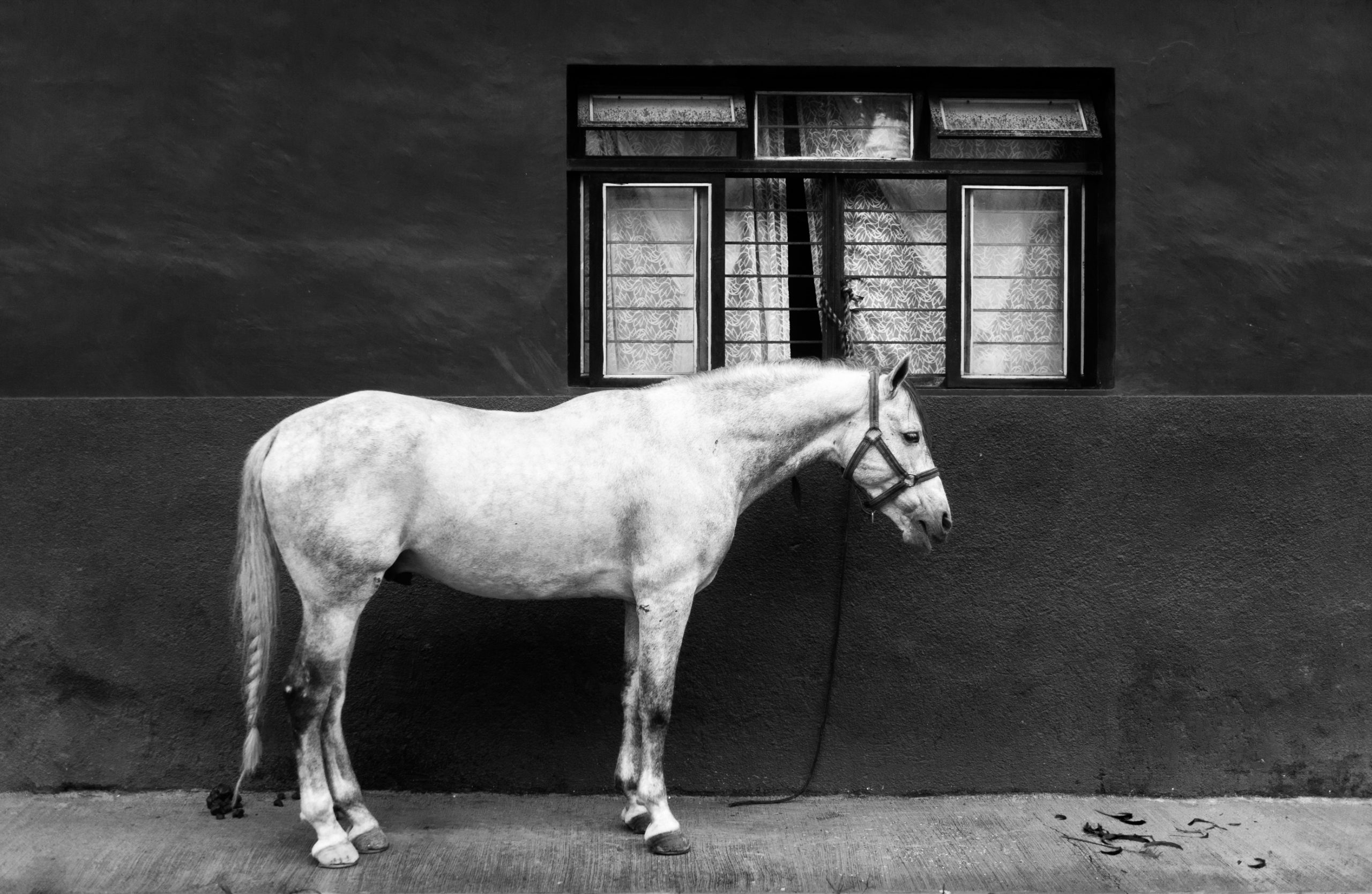 Метафора окно и лошадь. Windows Horse.