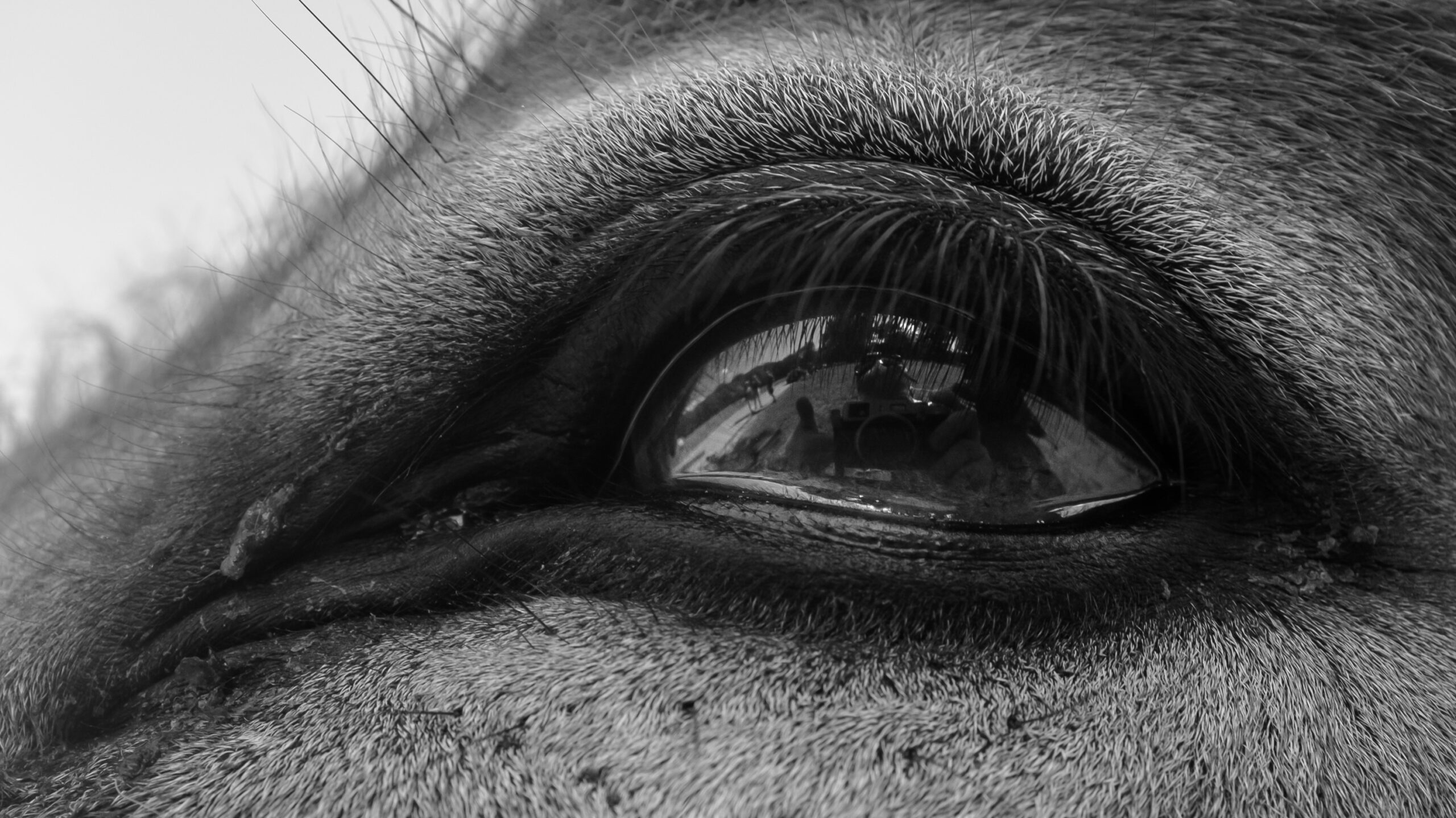 Selfie in the eye of a Donkey